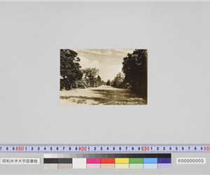 上校路（昭和35年11月体育祭記念）