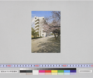 桜花満開大学院を望む（昭和女子大学々内風景）