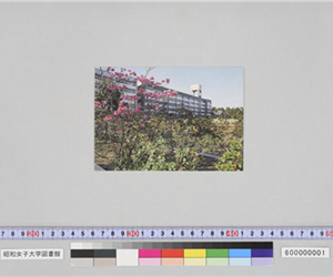 短期大学校舎（昭和女子大学々内風景）